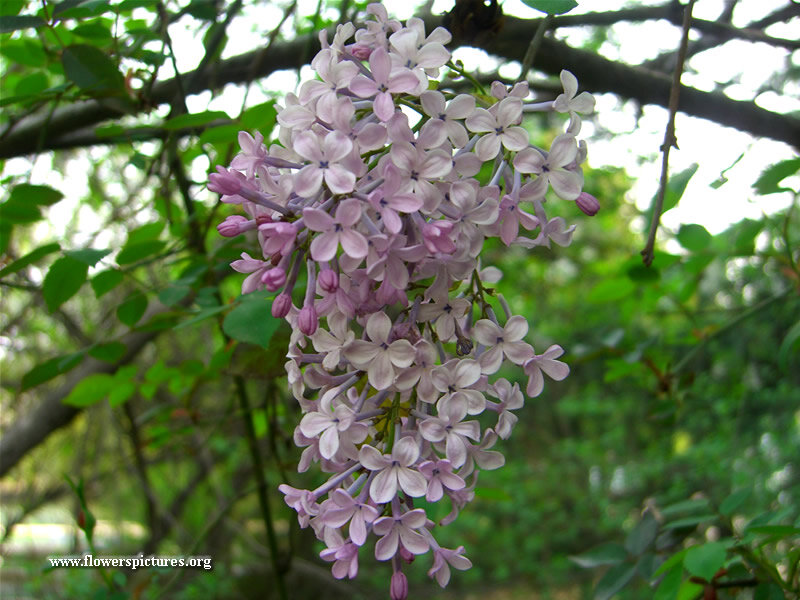 Purple Lilac Flower Cluster — Serene, Spring, Photograph