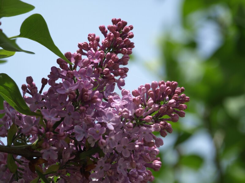 Purple Lilac Flower Cluster — Serene, Spring