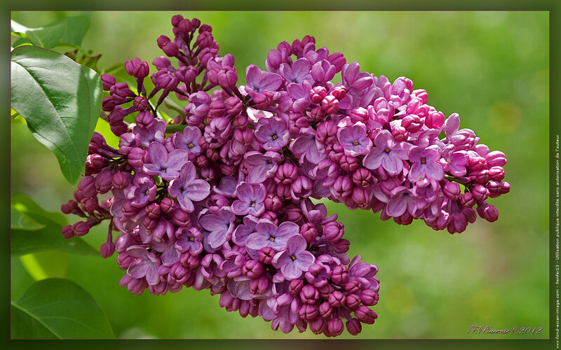 Purple Lilac Flower Cluster — Serene