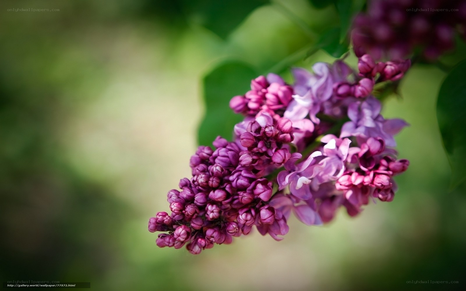 Purple lilac flower cluster