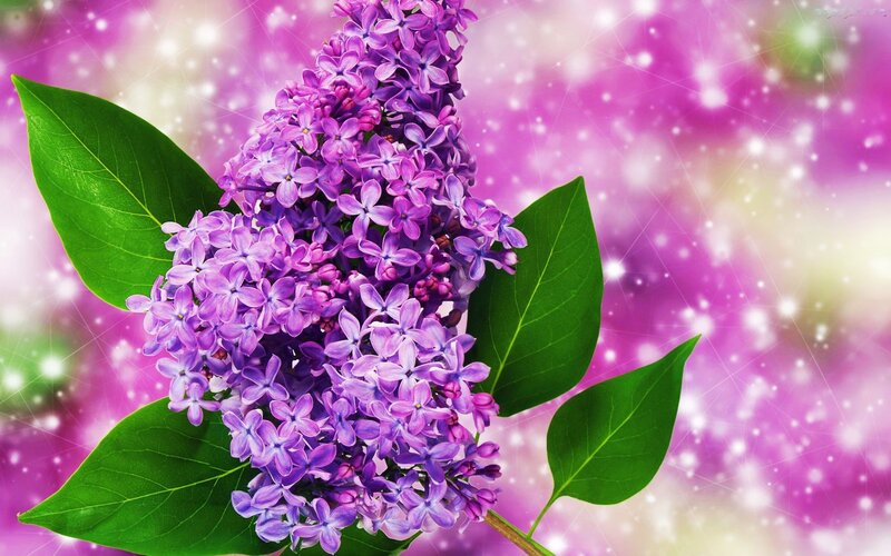 Purple Lilac Flower — Dreamy, Spring