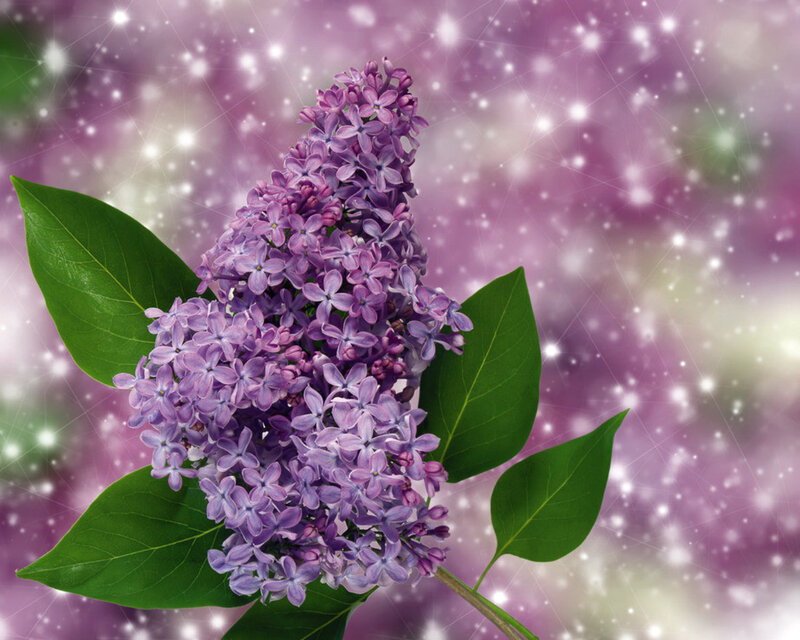 Purple Lilac Flower — Dreamy
