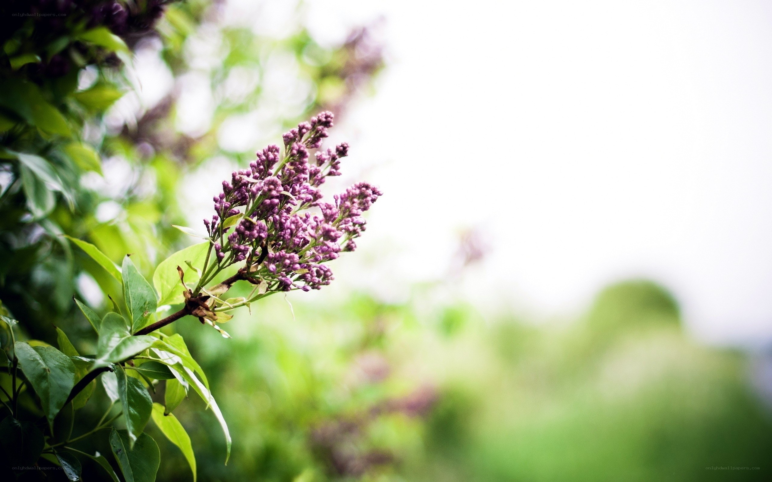 purple lilac flower in bloom