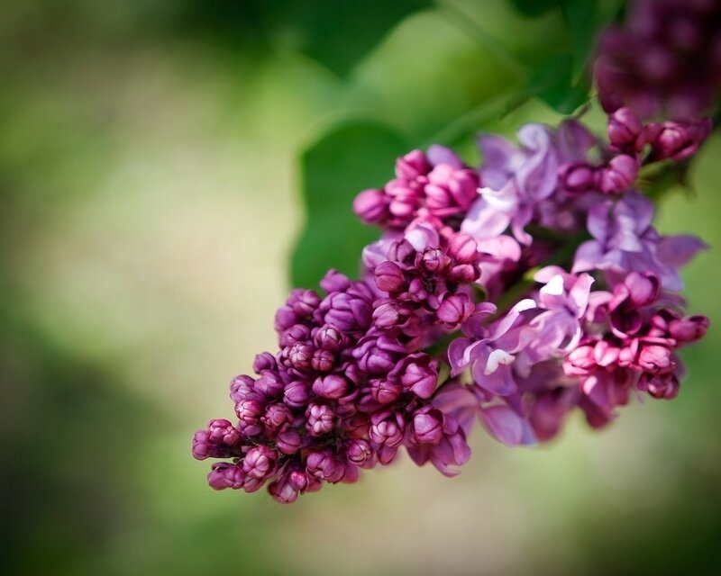 Purple Lilac Flower — Serene, Spring, Photograph, Bloom