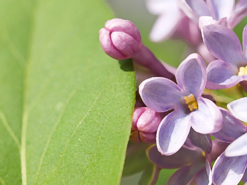 Purple Lilac Flower — Serene, Spring, Photograph, Buds