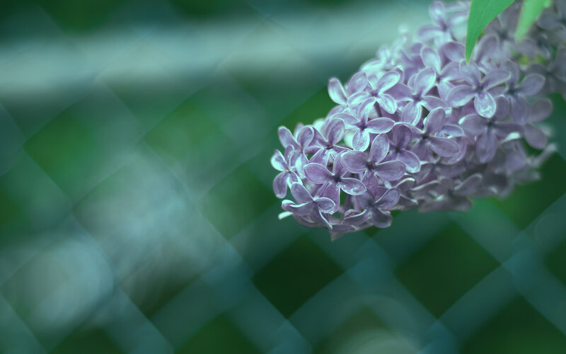 Purple Lilac Flower — Serene, Spring, Photograph, Green Leaves