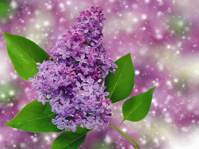 Purple Lilac Flower — Serene, Spring, Photograph