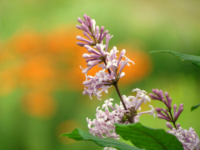 Purple Lilac Flower — Serene, Spring