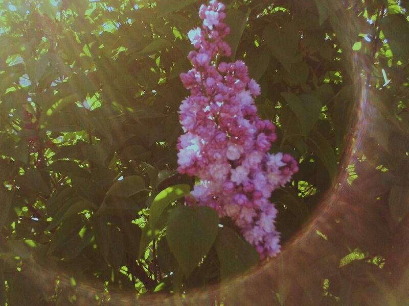 Purple Lilac Flower — Serene