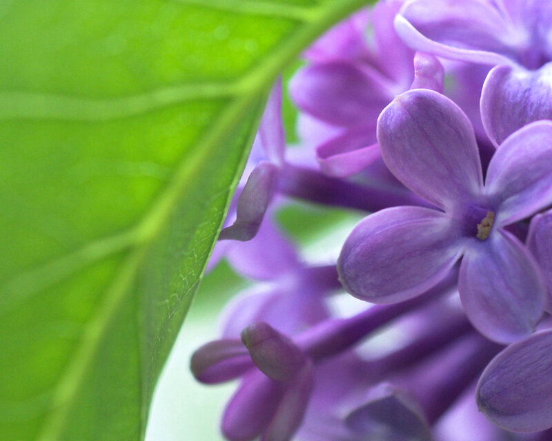Purple Lilac Flower