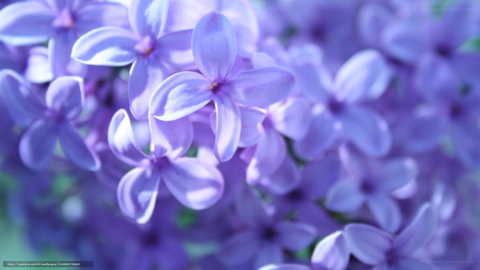 purple lilac flowers