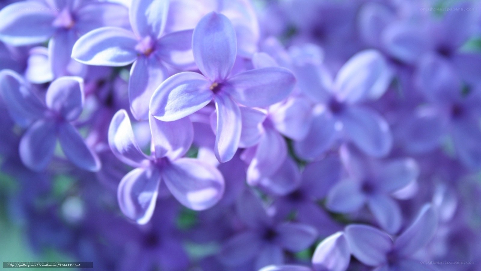 purple lilac flowers