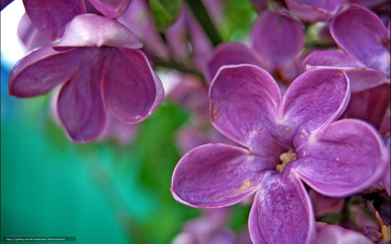 purple lilac flowers