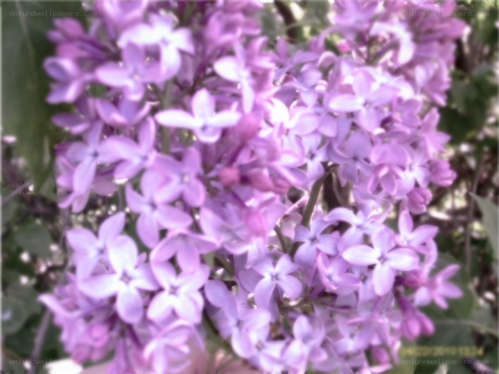 purple lilac flowers