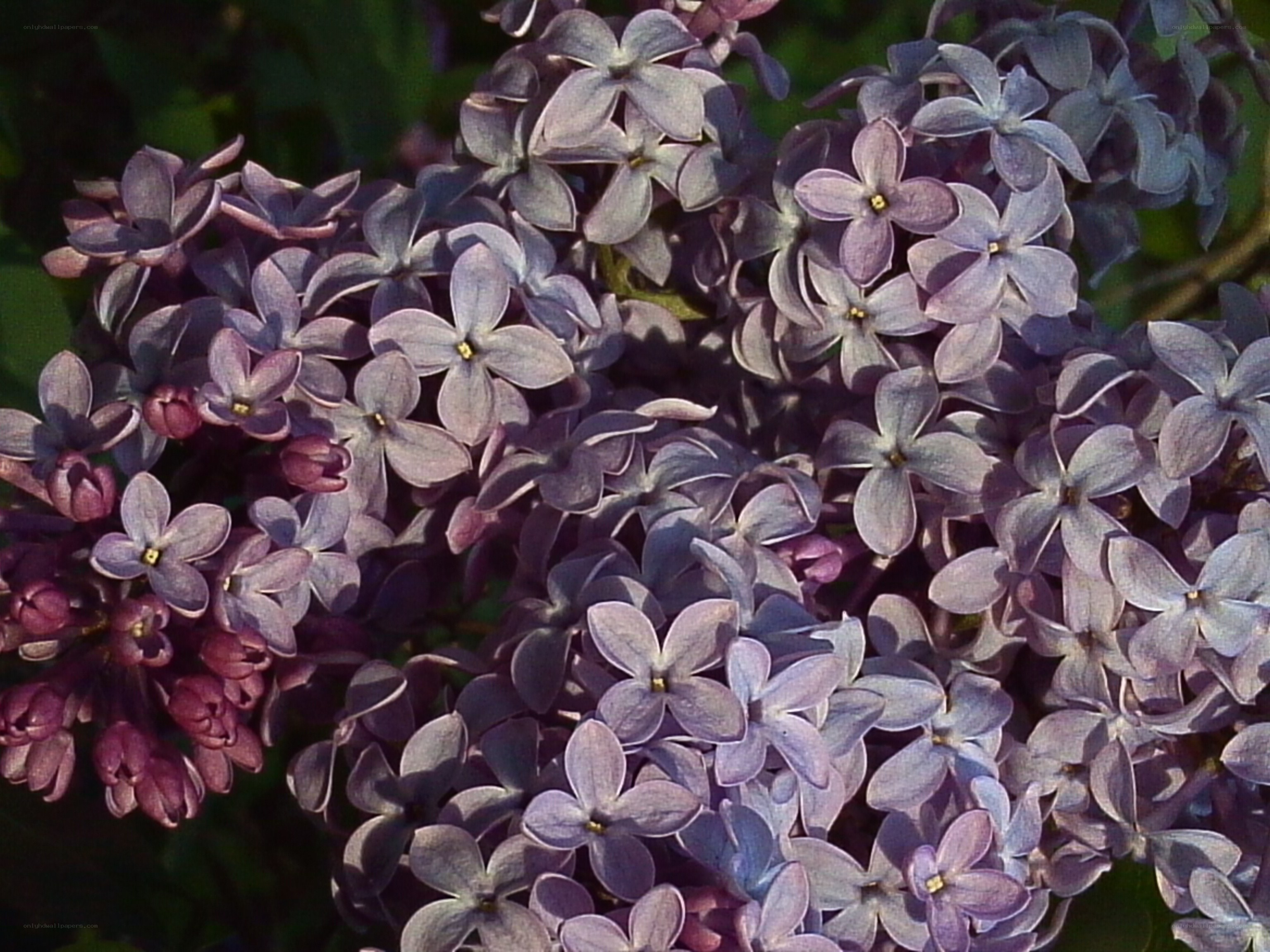 purple lilac flowers