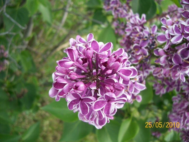 purple lilac flowers