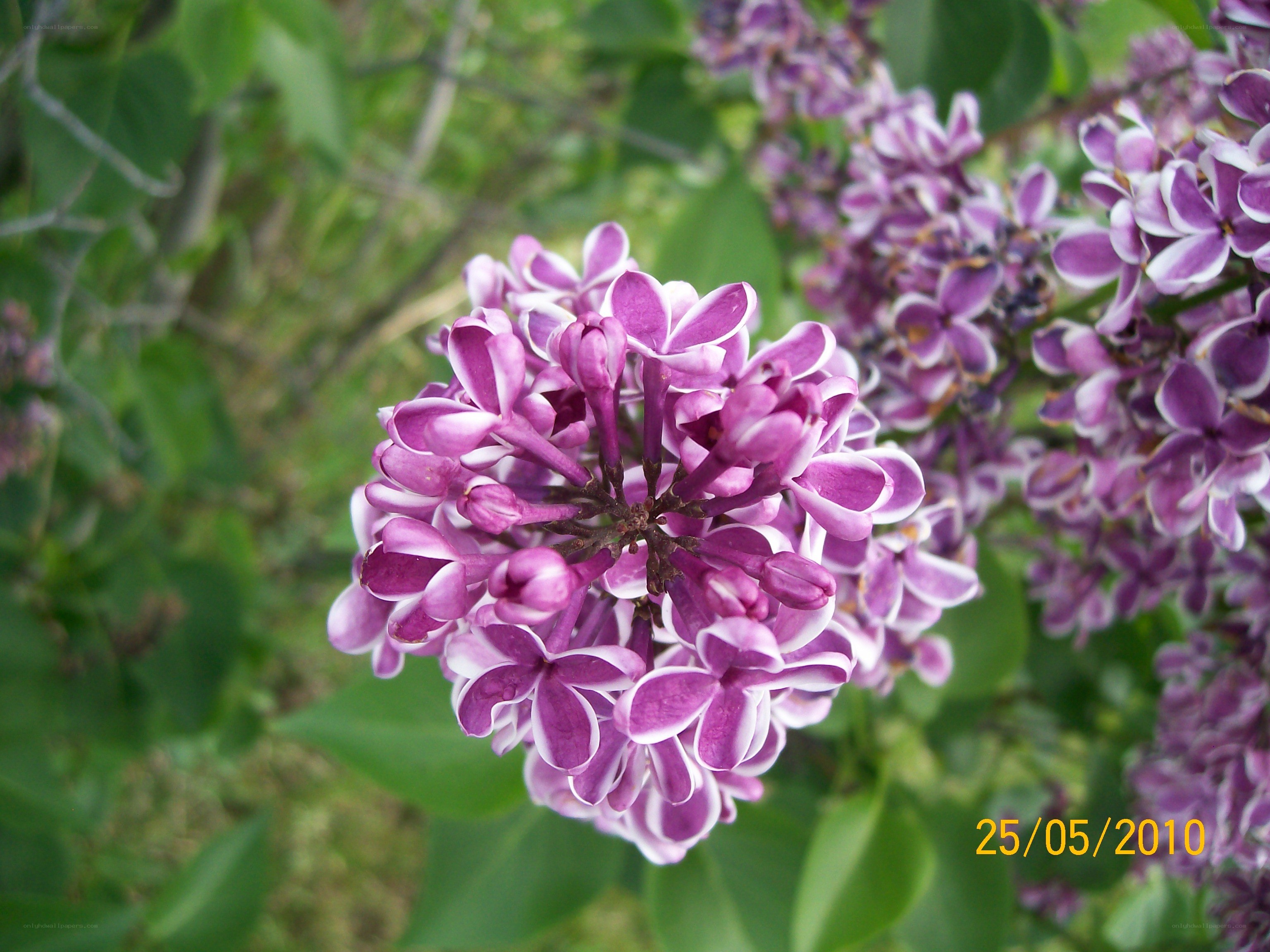 purple lilac flowers