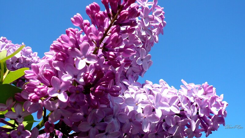 purple lilac flowers against blue sky
