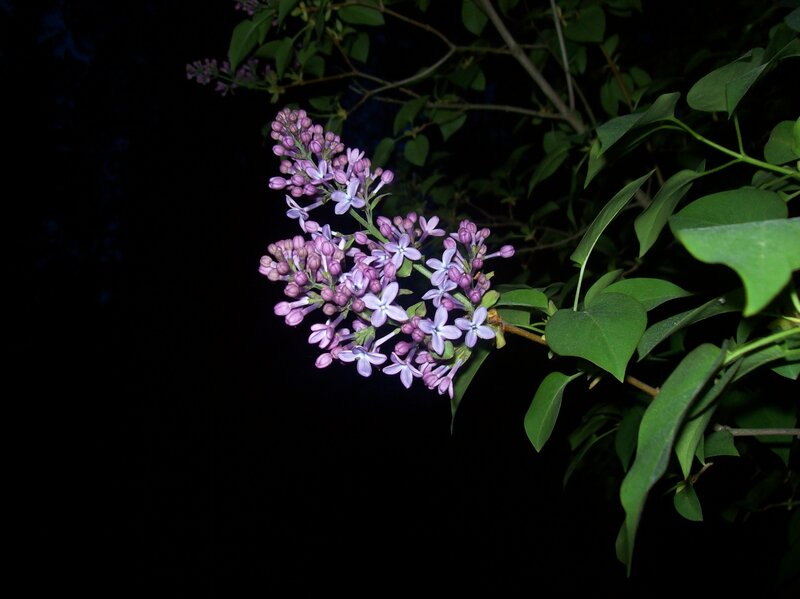 purple lilac flowers at night