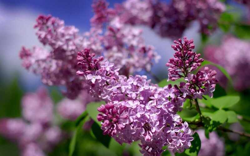 Purple Lilac Flowers — Blue Sky