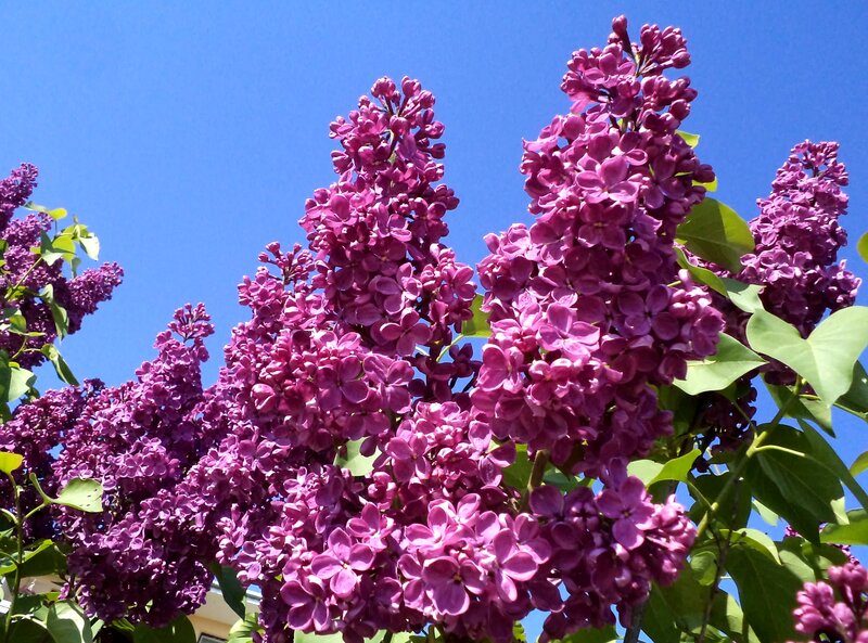 Purple Lilac Flowers — Bright