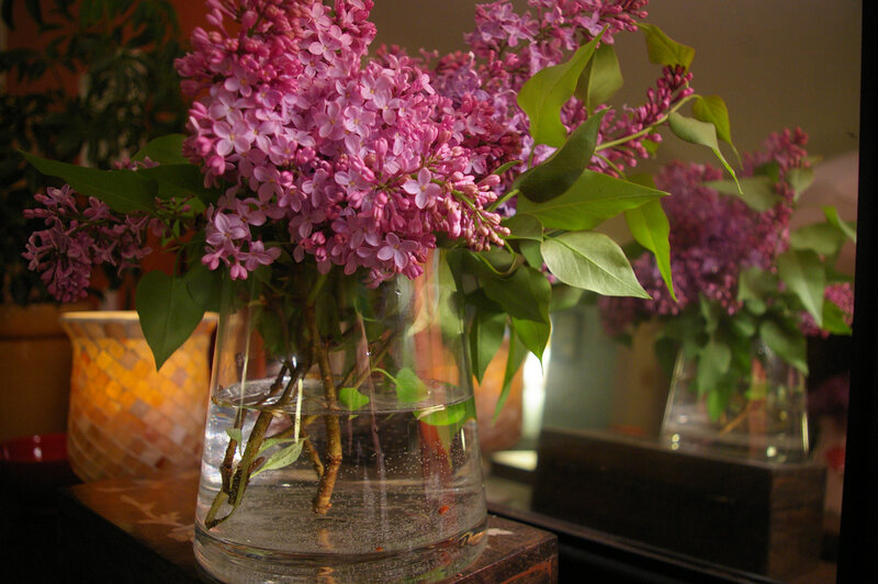 Purple Lilac Flowers — Calm, Night