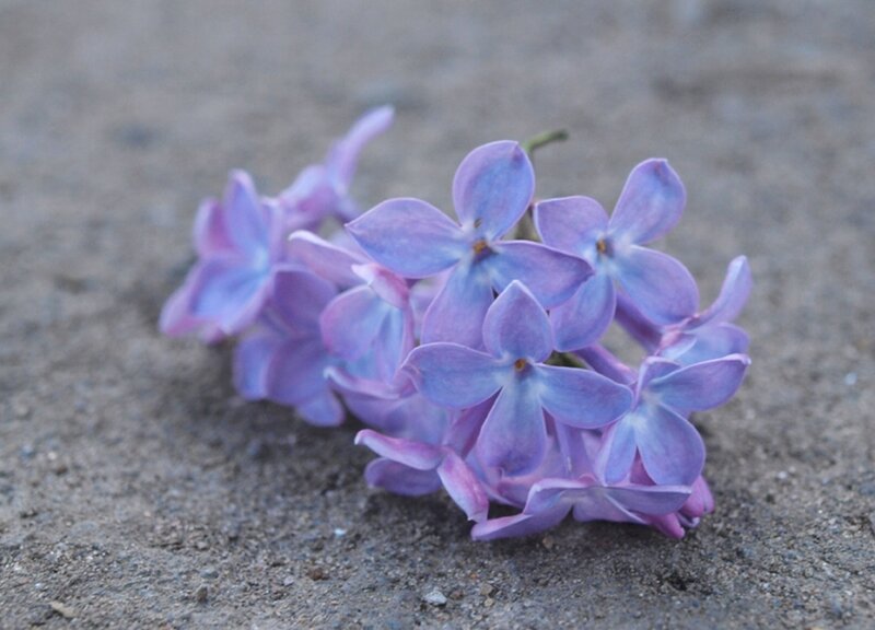Purple Lilac Flowers — Calm, Photograph, Ground