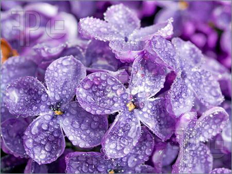 Purple Lilac Flowers — Calm, Photograph, Water Droplets