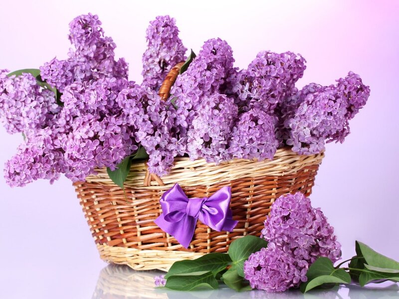 Purple Lilac Flowers — Calm, Spring, Photograph, Basket, Bow, Leaves