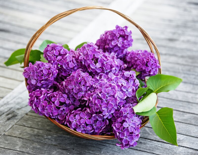 Purple Lilac Flowers — Calm, Spring, Photograph, Basket, Leaves