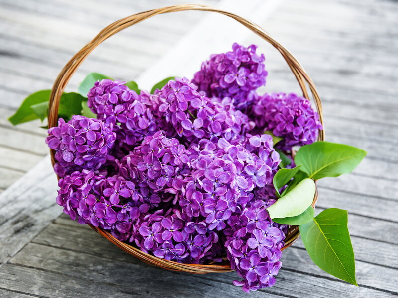 Purple Lilac Flowers — Calm, Spring, Photograph, Basket, Leaves, Wooden Surface