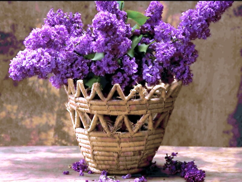 Purple Lilac Flowers — Calm, Spring, Photograph, Basket, Table