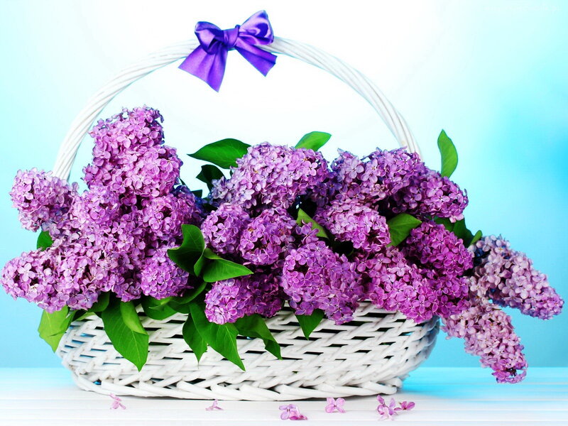 Purple Lilac Flowers — Calm, Spring, Photograph, Basket
