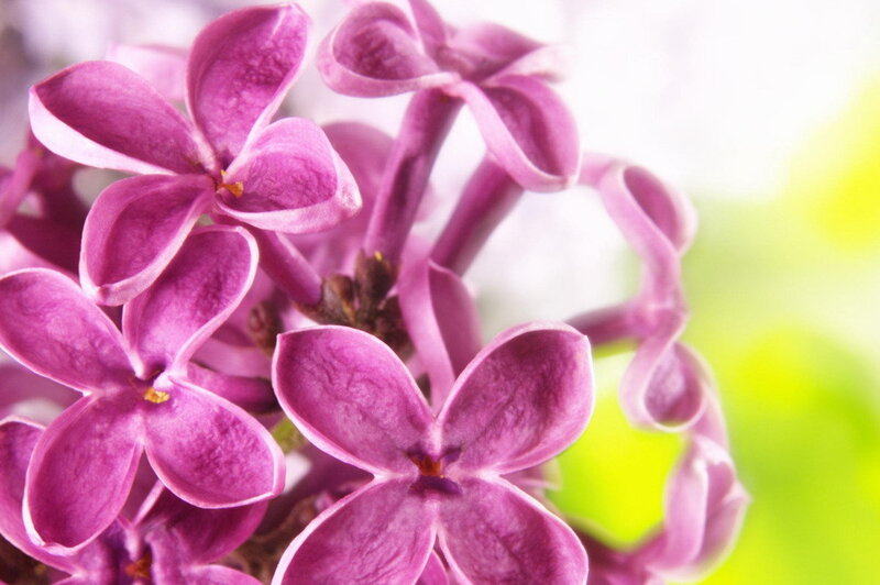 Purple Lilac Flowers — Calm, Spring, Photograph, Bloom, Greenery