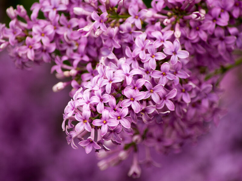 Purple Lilac Flowers — Calm, Spring, Photograph, Bloom, Stem