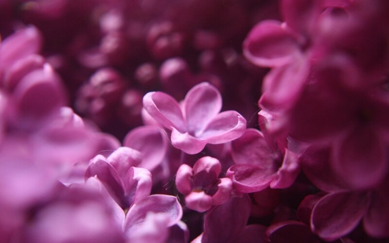 Purple Lilac Flowers — Calm, Spring, Photograph, Bloom