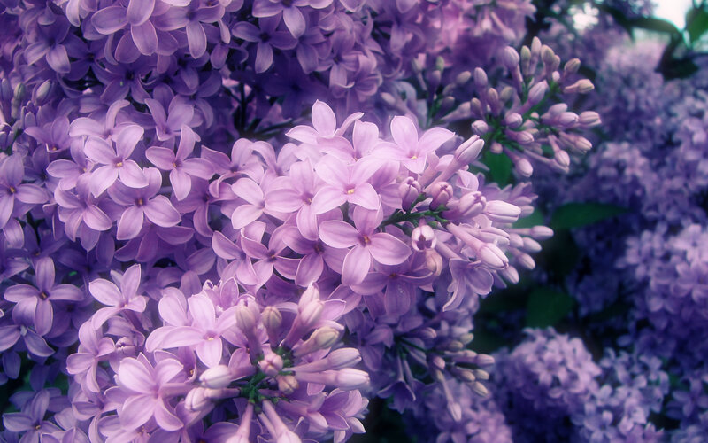 Purple Lilac Flowers — Calm, Spring, Photograph, Blossoms