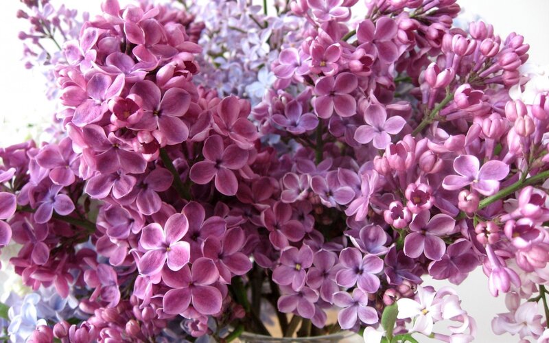 Purple Lilac Flowers — Calm, Spring, Photograph, Bouquet, Vase