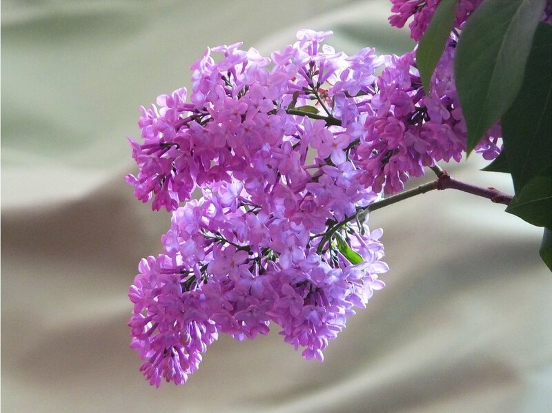 Purple Lilac Flowers — Calm, Spring, Photograph, Branch, Leaves