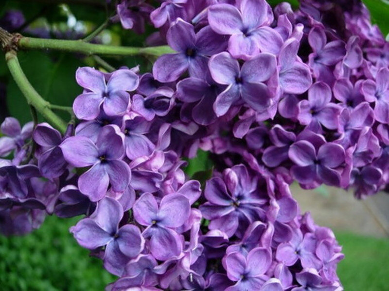 Purple Lilac Flowers — Calm, Spring, Photograph, Branch