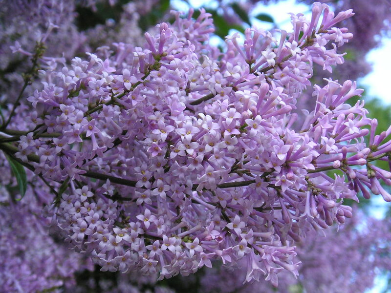 Purple Lilac Flowers — Calm, Spring, Photograph, Branches