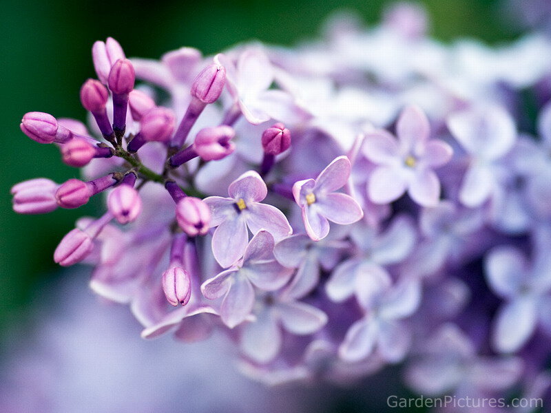 Purple Lilac Flowers — Calm, Spring, Photograph, Buds, Green Background