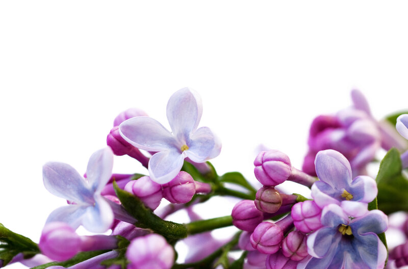Purple Lilac Flowers — Calm, Spring, Photograph, Buds, Green Leaves, Stem