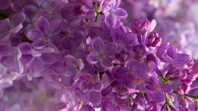 Purple Lilac Flowers — Calm, Spring, Photograph, Buds, Green Stems