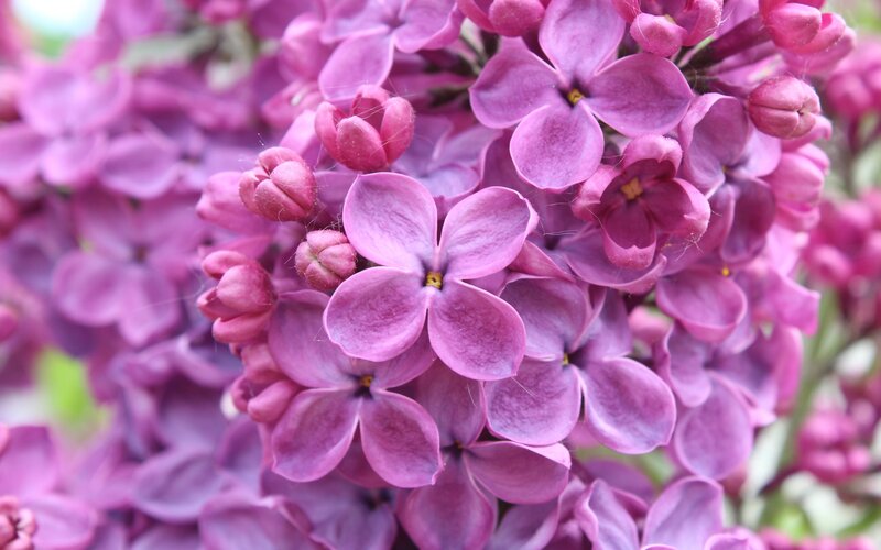 Purple Lilac Flowers — Calm, Spring, Photograph, Buds, Petals, Greenery