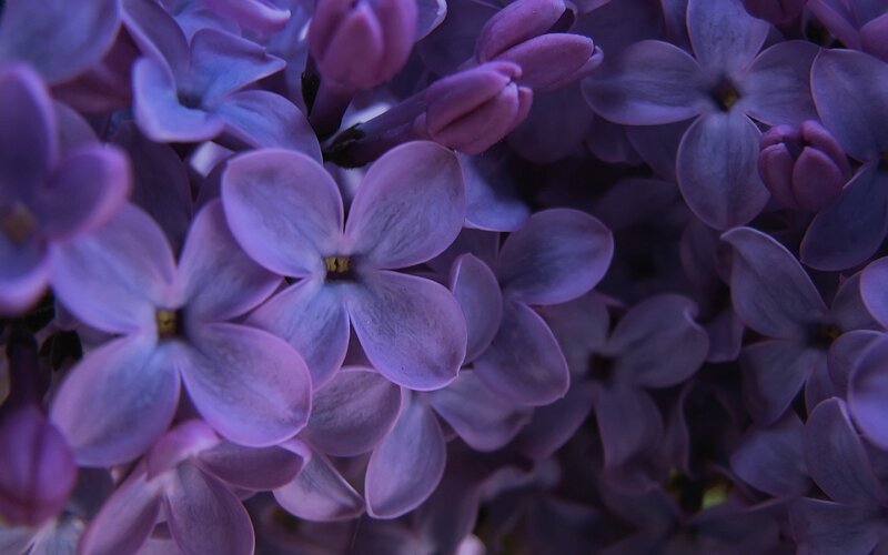 Purple Lilac Flowers — Calm, Spring, Photograph, Buds, Petals, Lavender