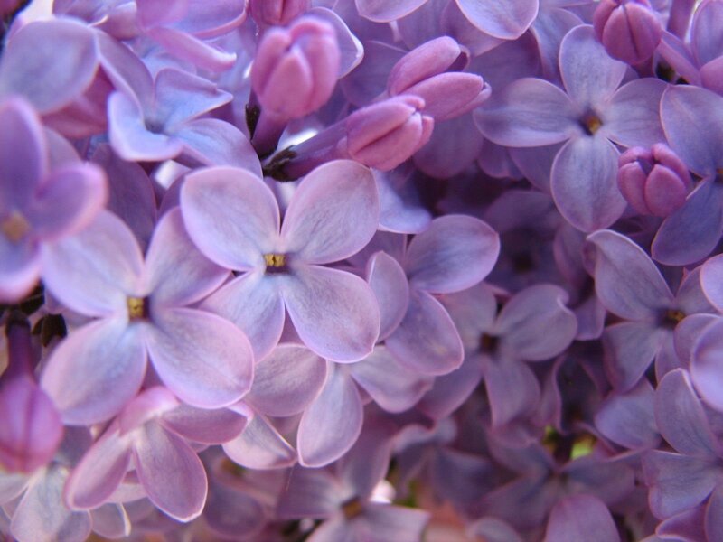 Purple Lilac Flowers — Calm, Spring, Photograph, Buds, Petals, Stem, Lavender