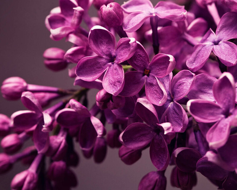 Purple Lilac Flowers — Calm, Spring, Photograph, Buds, Petals, Stem