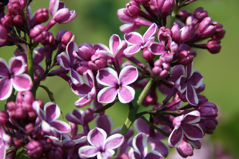 Purple Lilac Flowers — Calm, Spring, Photograph, Buds, Stem, Green Background