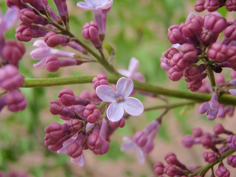 Purple Lilac Flowers — Calm, Spring, Photograph, Buds, Stem, Greenery
